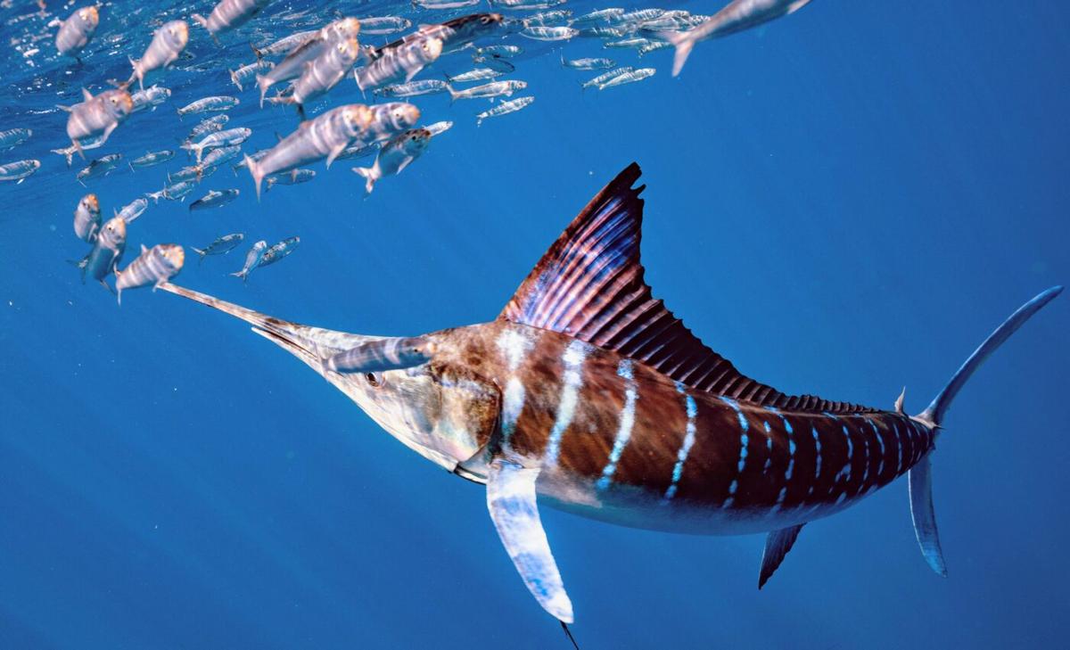 Striped marlin use a quick color change to signal an attack