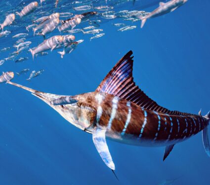Striped-marlin-color-change.jpg