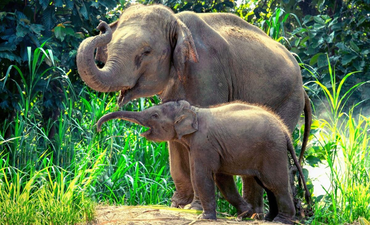 Asian elephants perform a special burial ritual for their calves