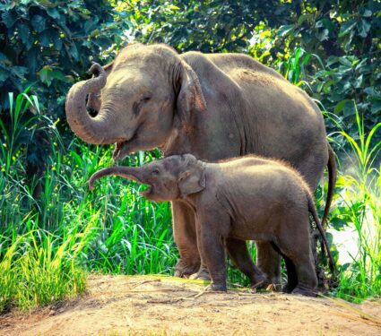 Asian-elephant-burial-rituals.jpg