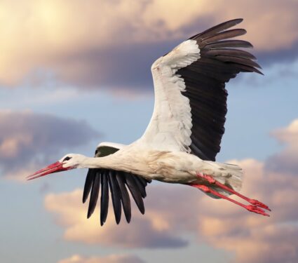 2024/03/Migratory-behaviors.jpg