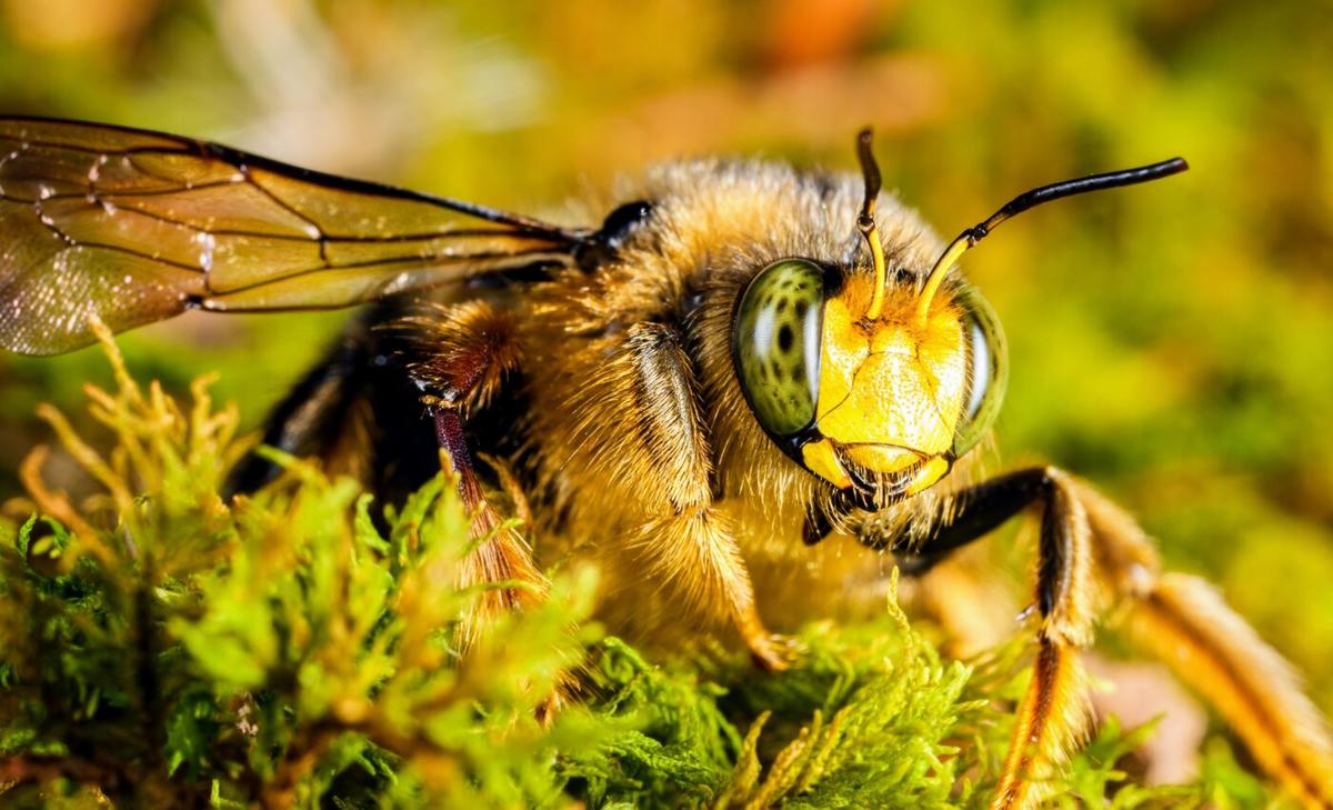 Bumblebees may be capable of cultural learning