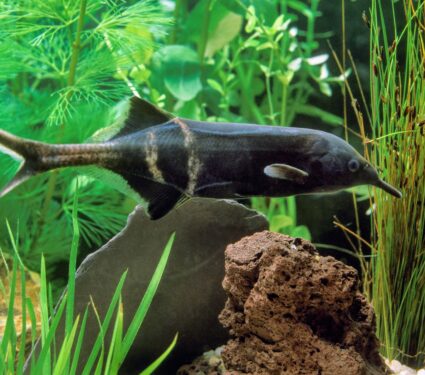 Electric-fish.jpg
