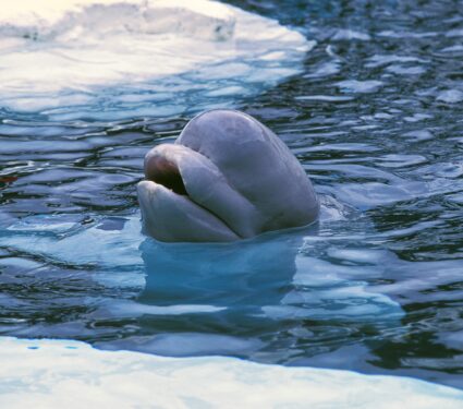 Social-beluga-whales.jpg