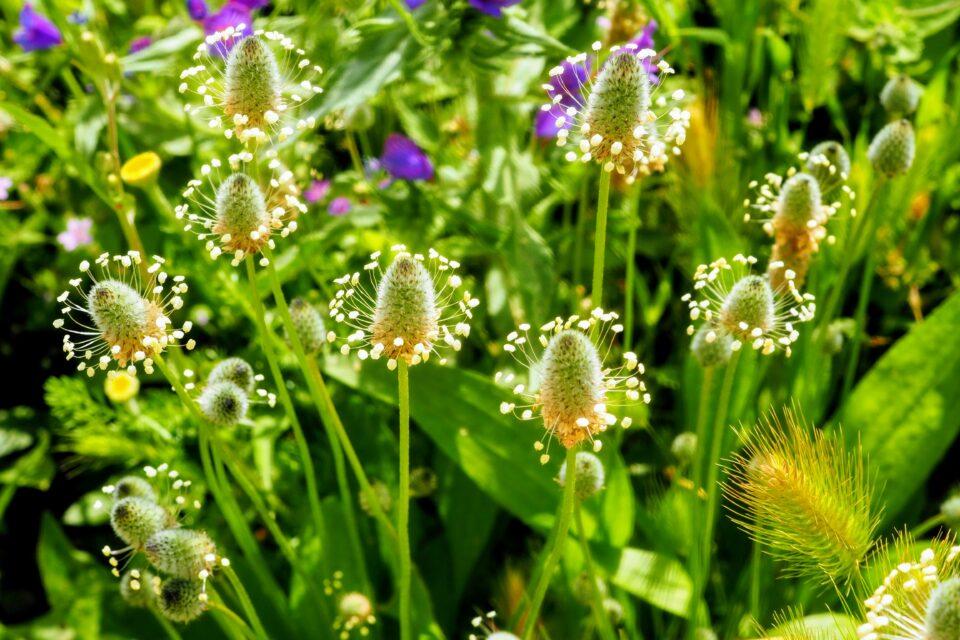 Time bombs: Invasive plants can lie dormant for centuries