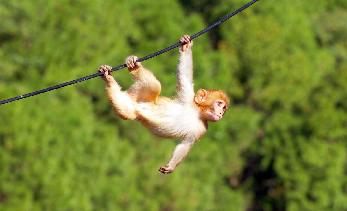 Monkeys and humans quickly learn that patience is rewarding