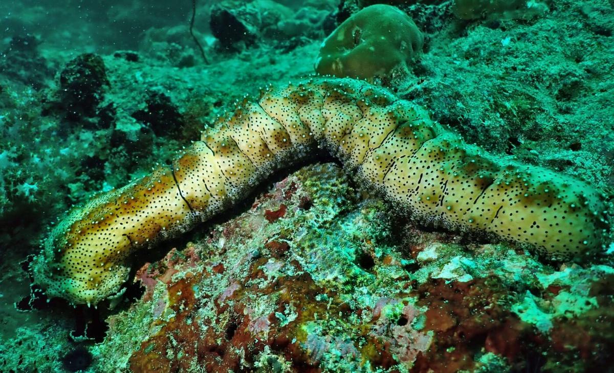 New deep-sea worm discovered off Costa Rica