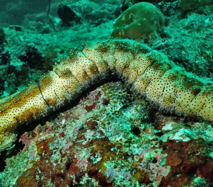 2024/03/deep-sea-worm.jpg