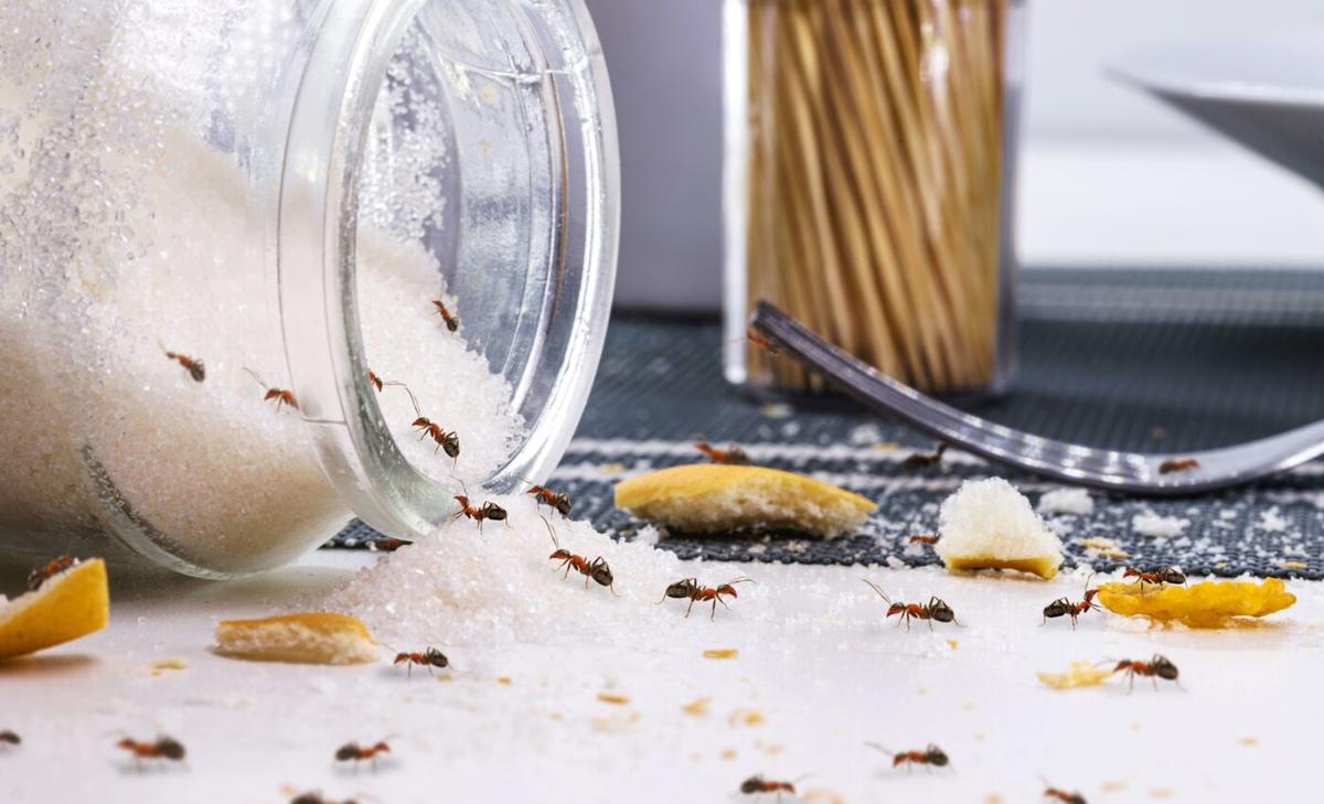 Understanding how insects distinguish between sugars