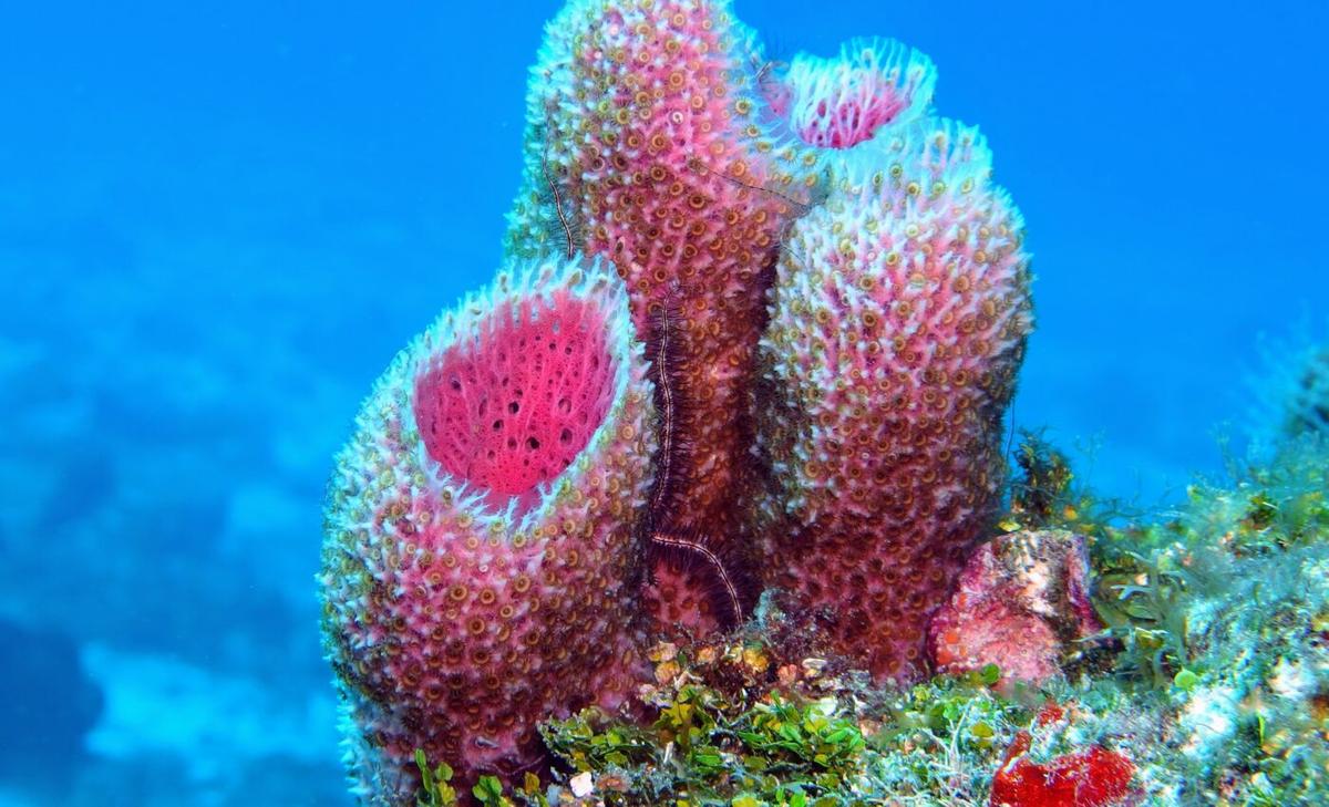 New sponges discovered in unexplored deep-sea habitats