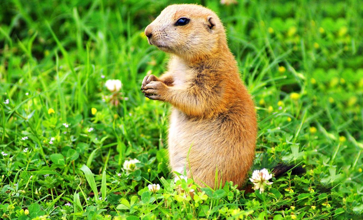 Bald eagles don’t only eat fish, as prairie dogs will attest