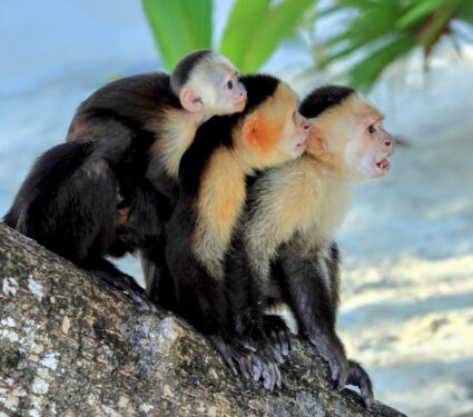 Monkeys-behavior-change.jpg