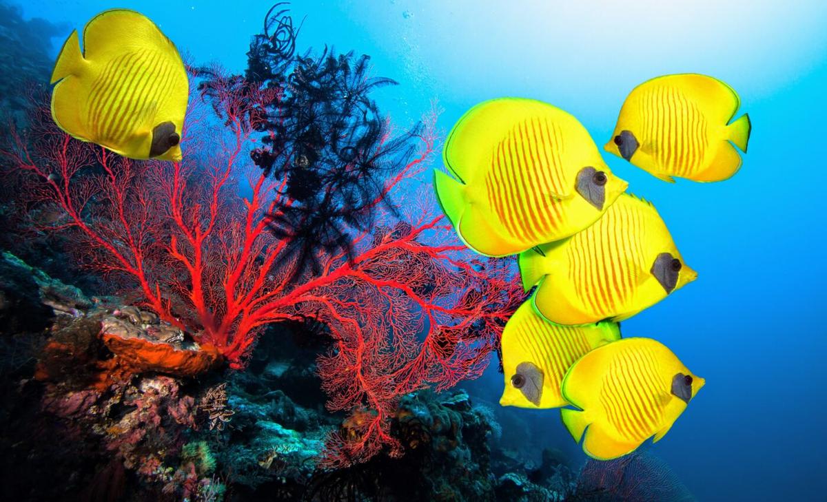 Restored coral reefs can bounce back in just four years