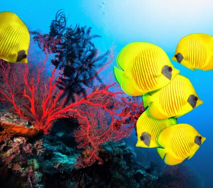 Restored-coral-reefs.jpg