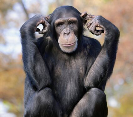 2024/03/Chimpanzees-social-learning2.jpg