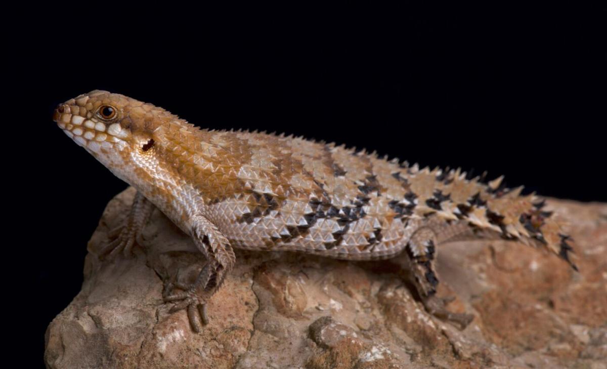 Endangered lizard faces an unexpected threat