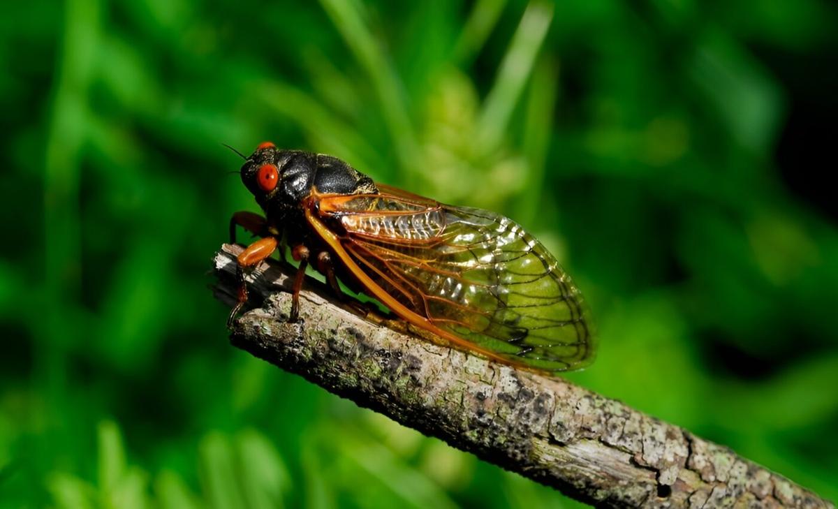 Cicada urination defies what scientists thought was possible