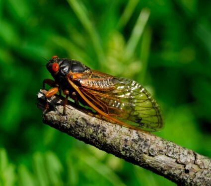 2024/03/Cicada-urination.jpg