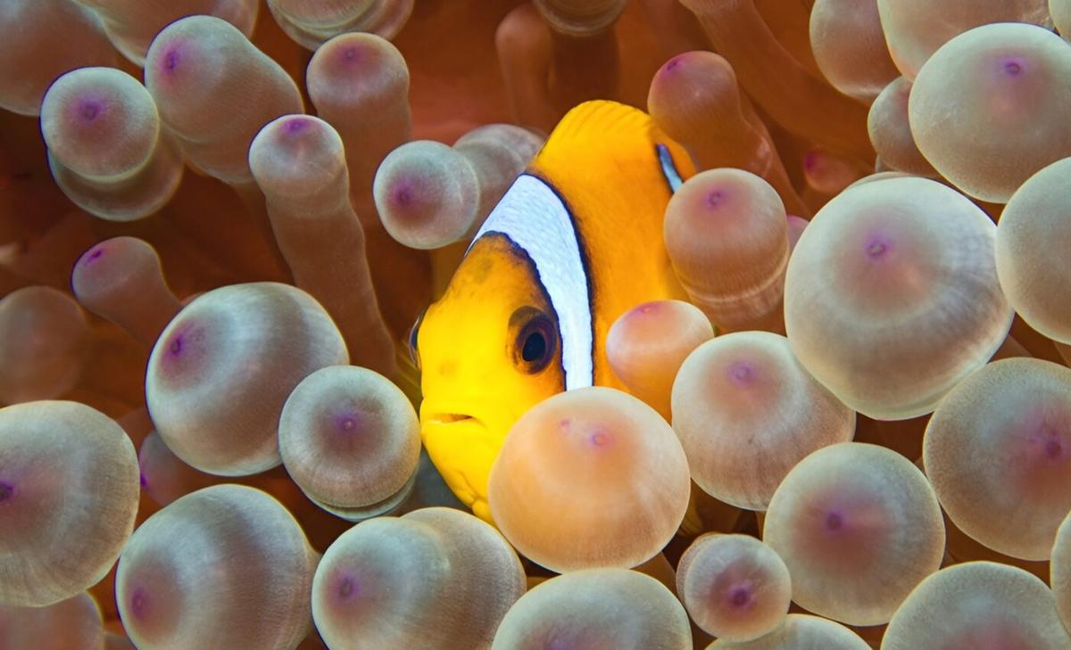 Anemonefish can distinguish between anemone species
