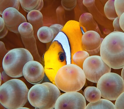 2024/03/Anemonefish-anemone.jpg