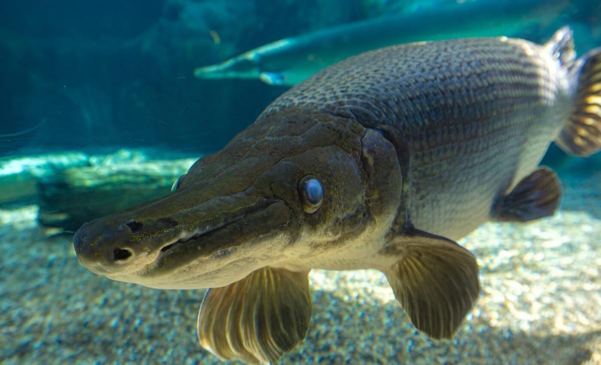 'Living fossils' could inspire advancements in human health