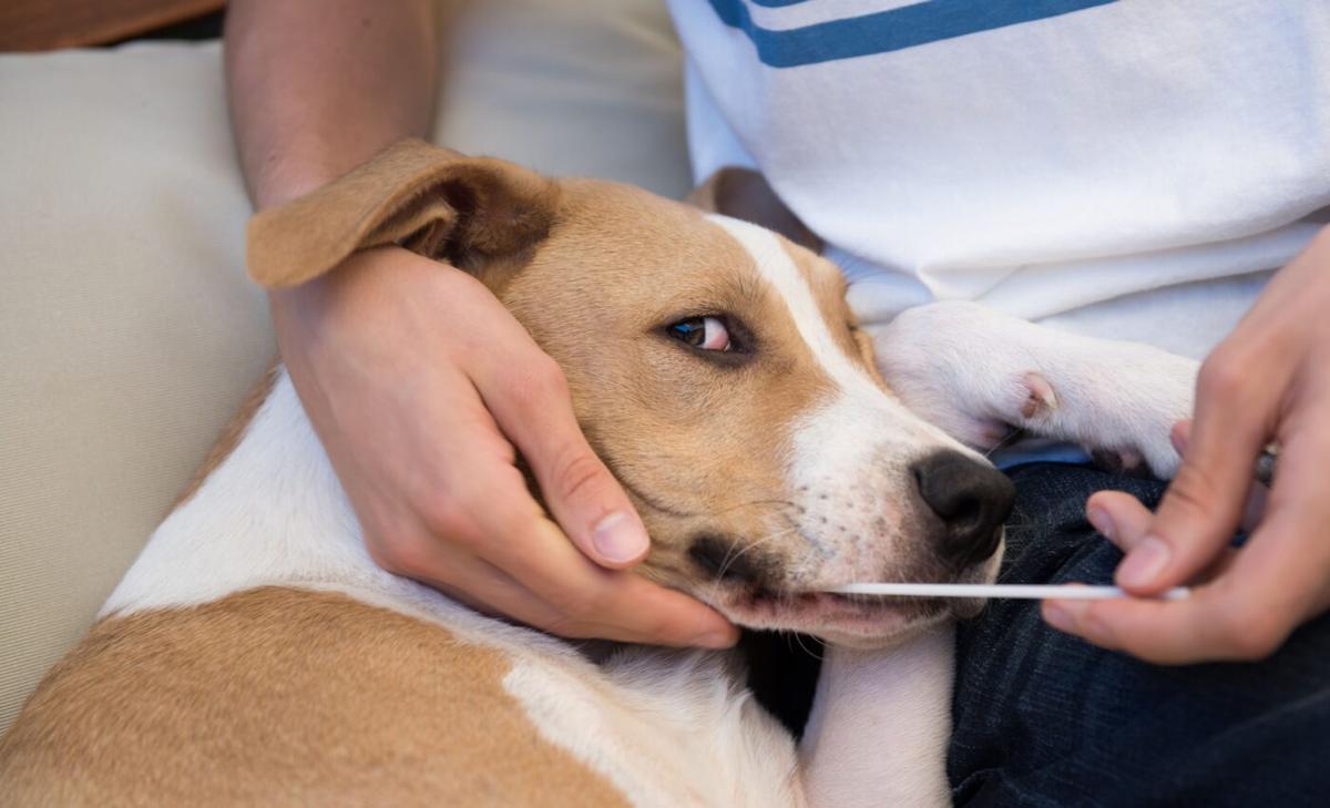 Uncovering the truth: The reality behind canine DNA testing