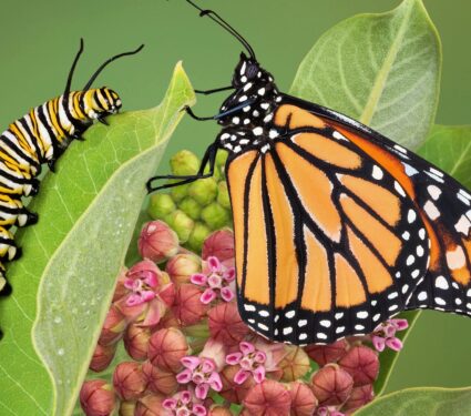 2024/03/monarch-catterpillar-milkweed.jpeg