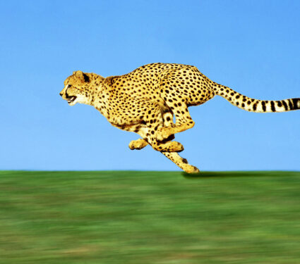 Cheetah,Acinonyx,Jubatus,,Adult,Running,Through,Savannah