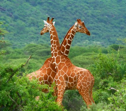 2024/03/Giraffe-species-.jpg