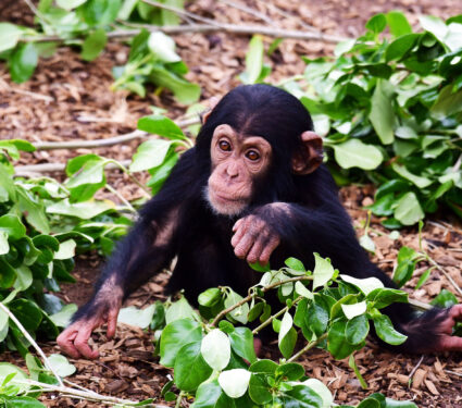 Baby,Chimpanzee,At,Monarto,Safari,Park,South,Australia