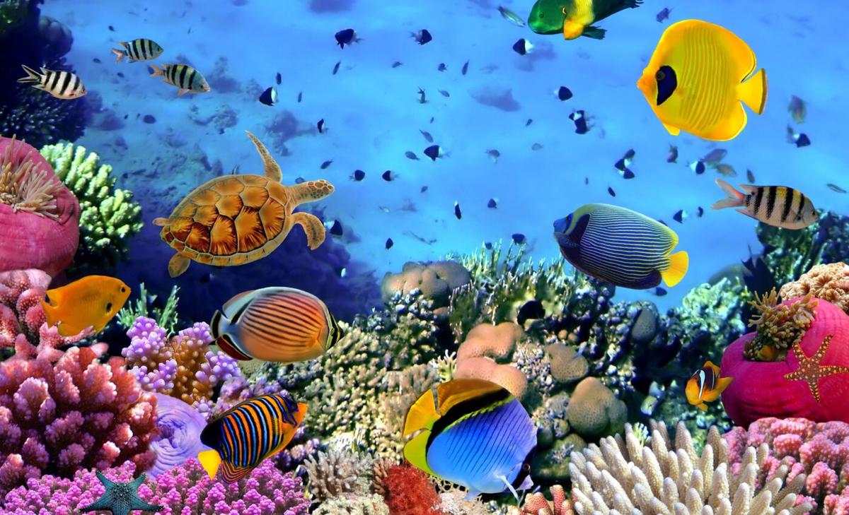 Reef sounds: The melodic key to coral restoration