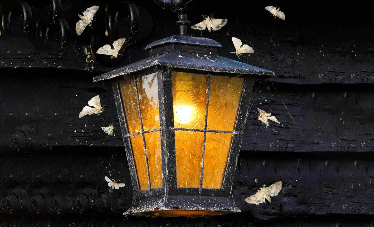 City moths develop smaller wings to survive light pollution
