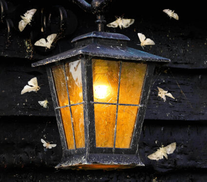 2024/03/moths_street-light_adapt-to-cities_1m.jpg