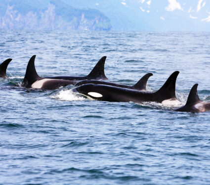 Killer,Whale,Group,Traveling,In,The,Wild
