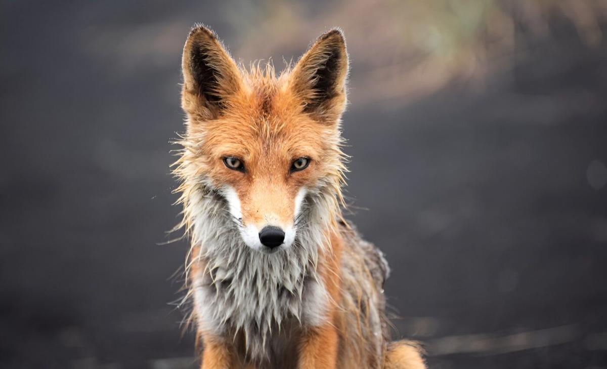 Human activity has a strong effect on wildlife in remote areas
