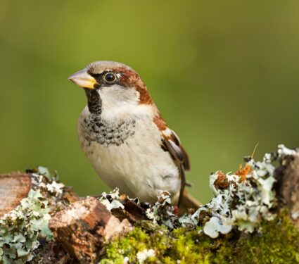 2024/03/World-Sparrow-Day.jpg