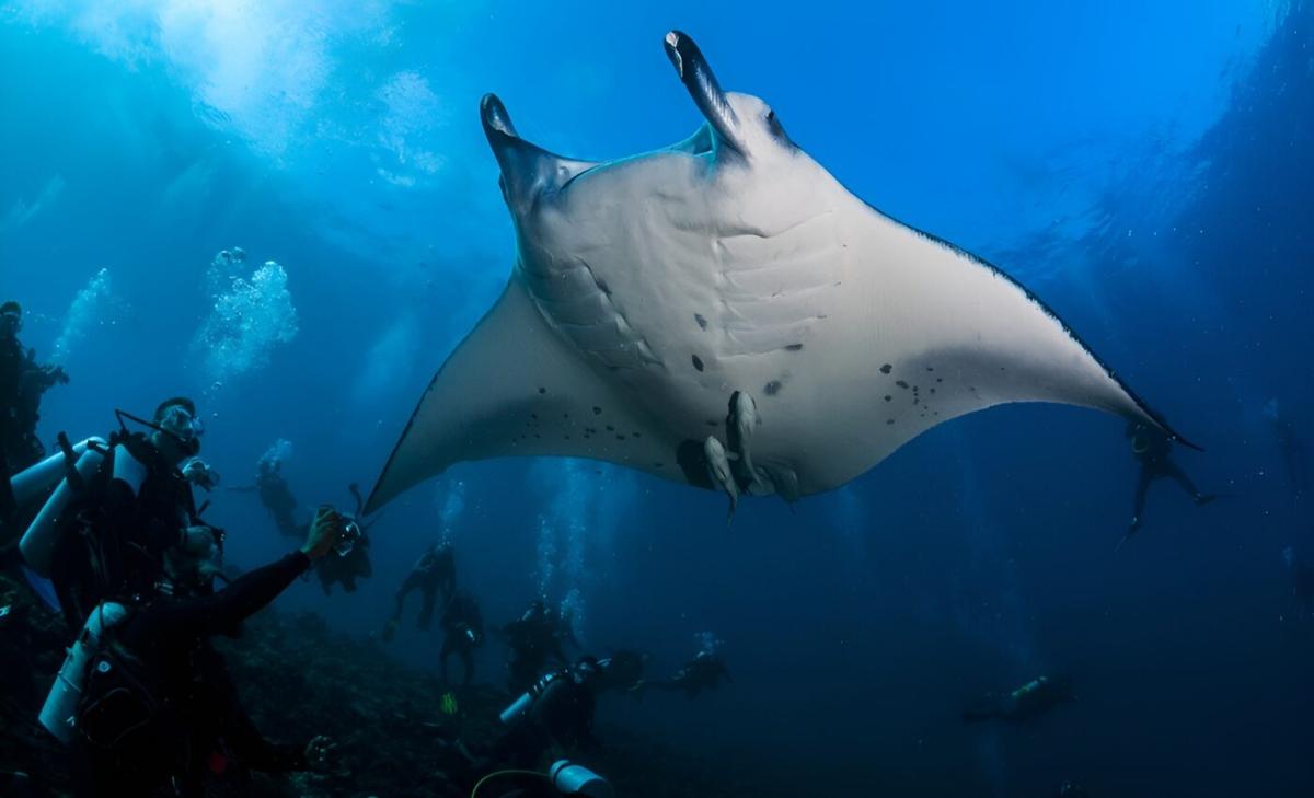 Ancient rays were more diverse than previously thought