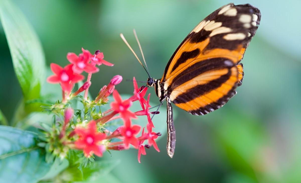 Heliconius butterflies' mating preferences linked to a single gene