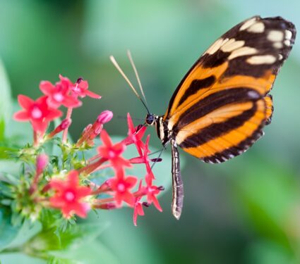 2024/03/Heliconius-butterflies-preference.jpg
