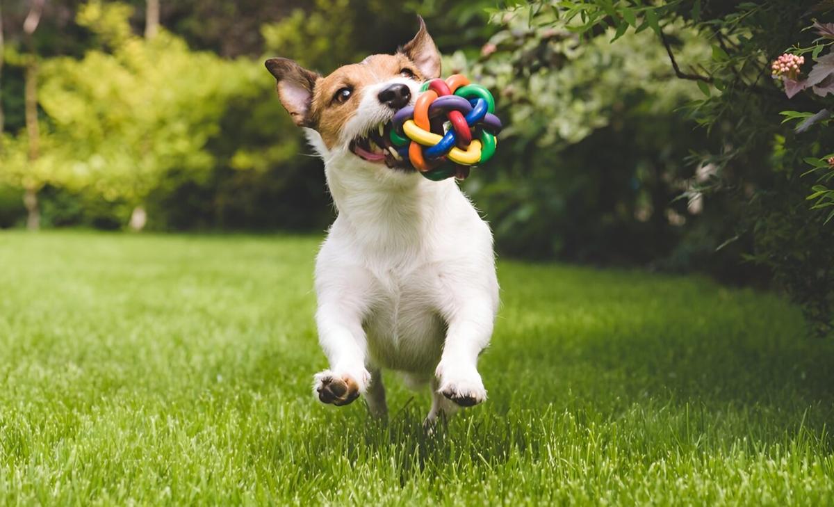 Dogs understand that some words refer to objects