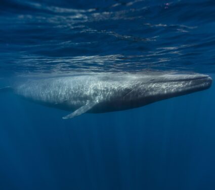 2024/03/blue-whale.jpg