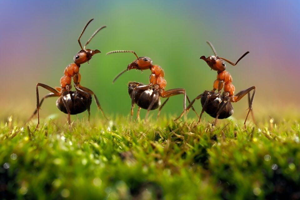 Biotic homogenization: Human impacts diminish biodiversity