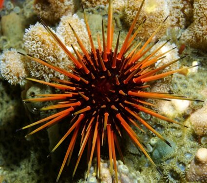 2024/03/Sea-urchin-parasite.jpg