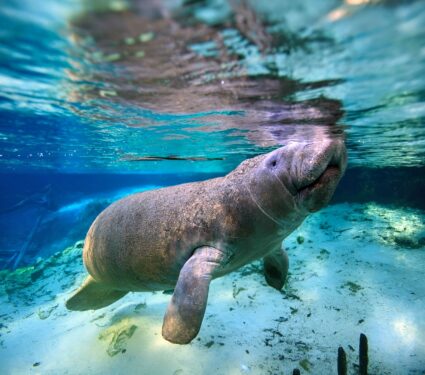 2024/03/Manatee-Appreciation-Day2.jpg