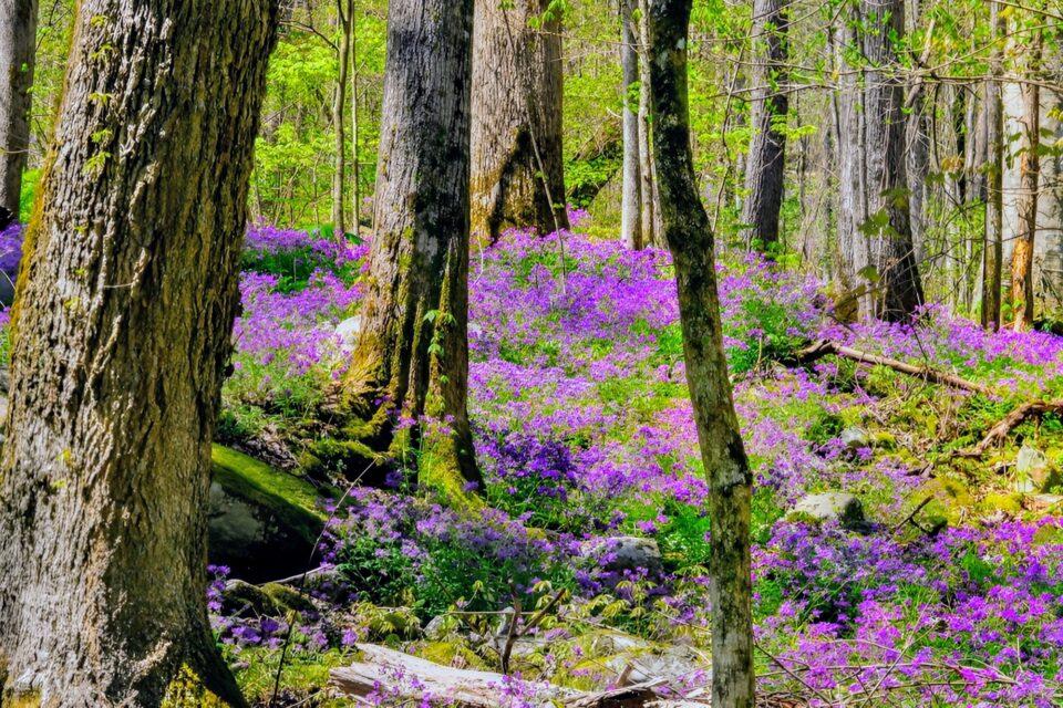 Species richness linked to forest productivity in the eastern U.S.