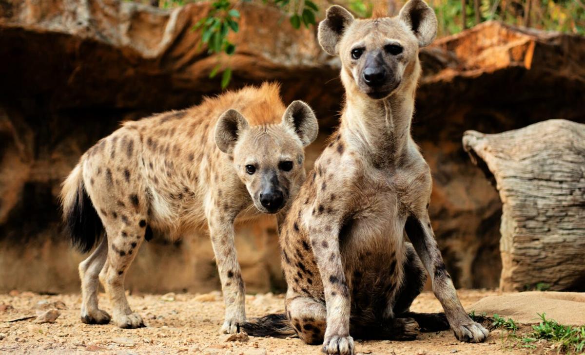 Social status in some mammals is passed to offspring through the epigenome