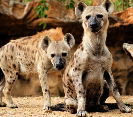 2024/03/How-social-status-shapes-Hyena-genes.jpeg