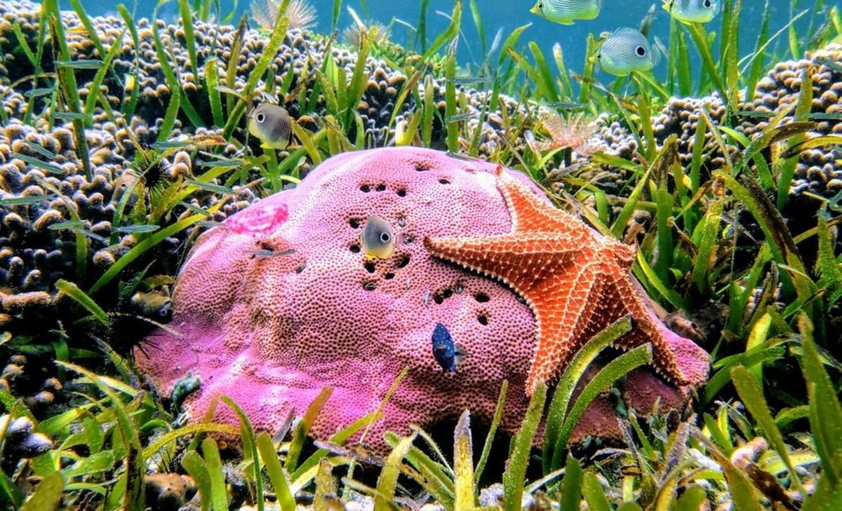 Human stressors limit the natural expansion of tropical corals