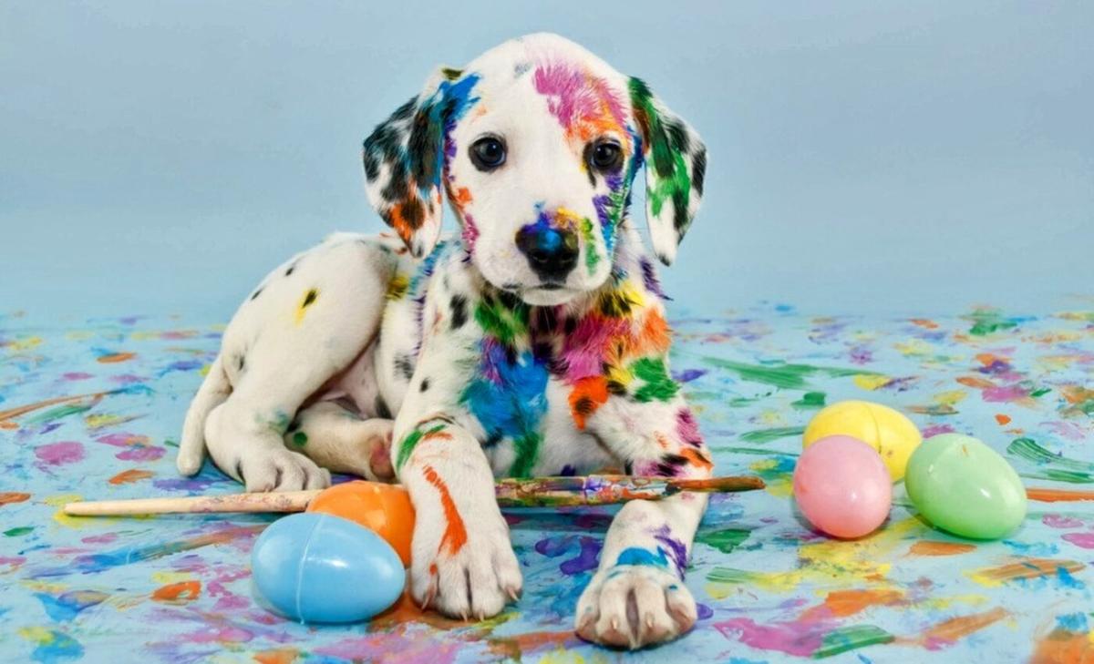 Holiday dangers: Keeping your pets safe on Easter weekend