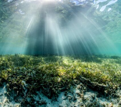 2024/04/Seagrass-climate-change.jpg
